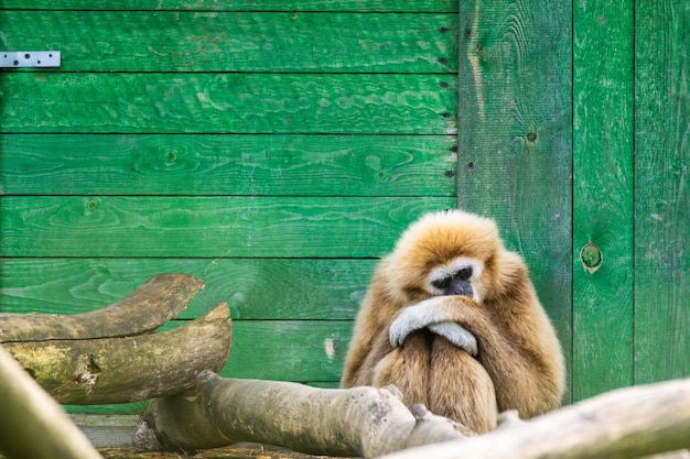Gibbon contemplating living in park zoo captivity