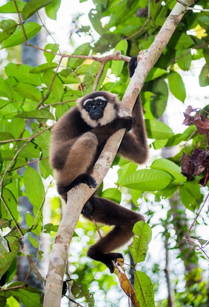 Gibbon is sitting on the tree. Indonesia. The island of Kalimantan. Borneo.