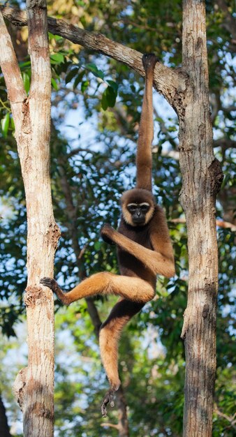 Gibbon is sitting on the tree. Indonesia. The island of Kalimantan. Borneo.