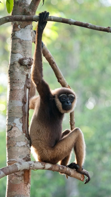 Gibbon is sitting on the tree. Indonesia. The island of Kalimantan. Borneo.