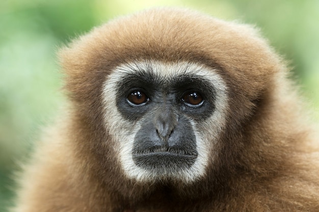 Gibbon portrait