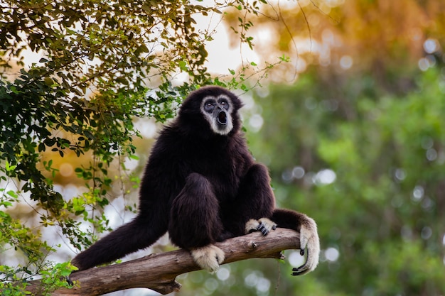 Gibbon sull'albero nello zoo.