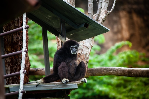 動物園の木のテナガザル