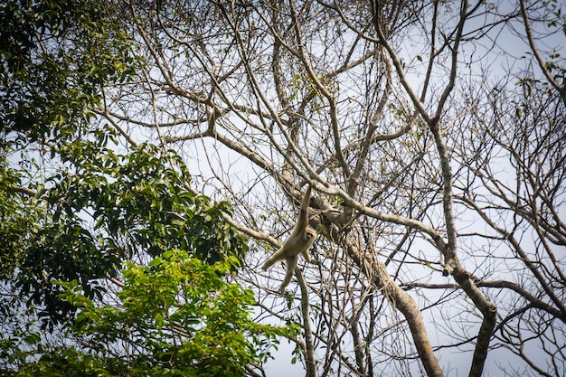 Gibbons in het bos