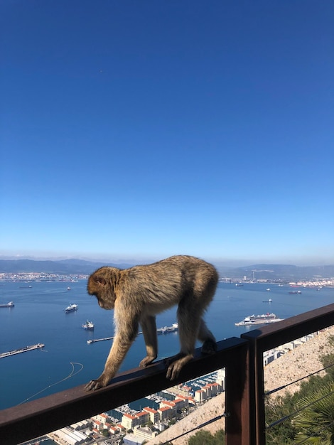 Gibraltar Bekijk fotografie, natuur, aap, landschap, horizontale weergave, reisfoto's