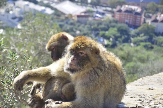 Gibraltar Verenigd Koninkrijk 07 november 2019 De berberapen, ook wel de aap van Gibraltar genoemd, komt voor in sommige gebieden van het Atlasgebergte van Afrika en op de Rots van Gibraltar