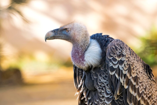 Gier, buizerd die je aankijkt