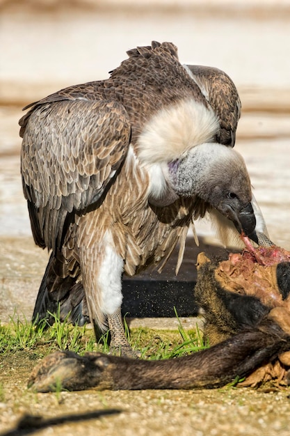 Gier buizerd tijdens het eten van een dood dier