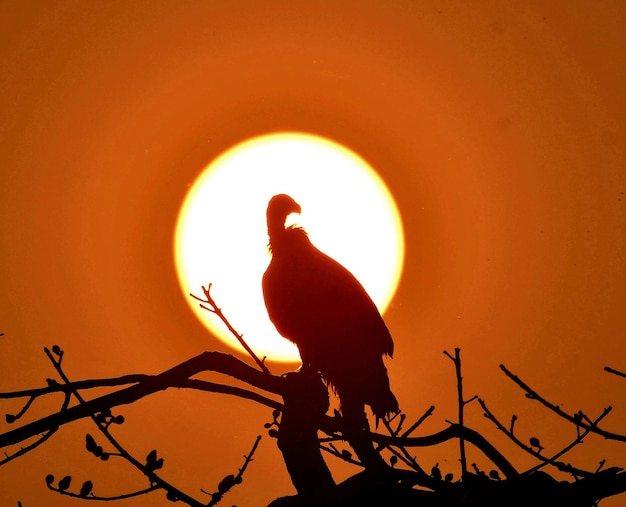 Gier klikt bij zonsondergang in het Chitwan National Park Nepal