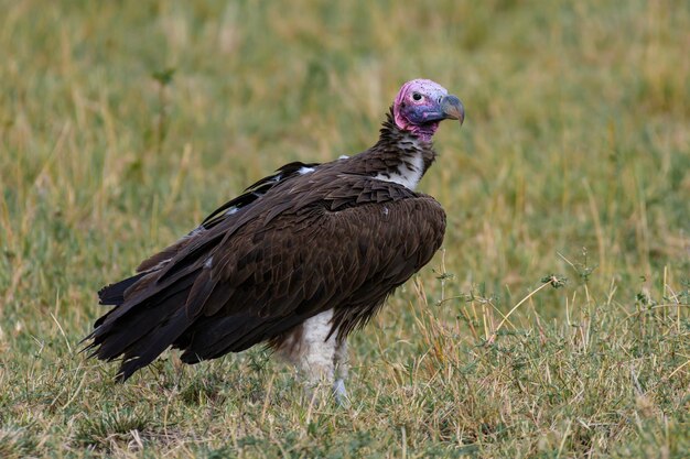 Foto gier op het veld