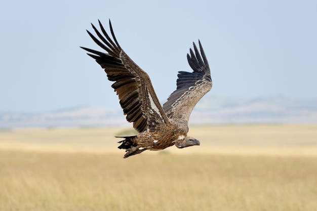 Gier vliegen. Masai Mara National Park, Kenia