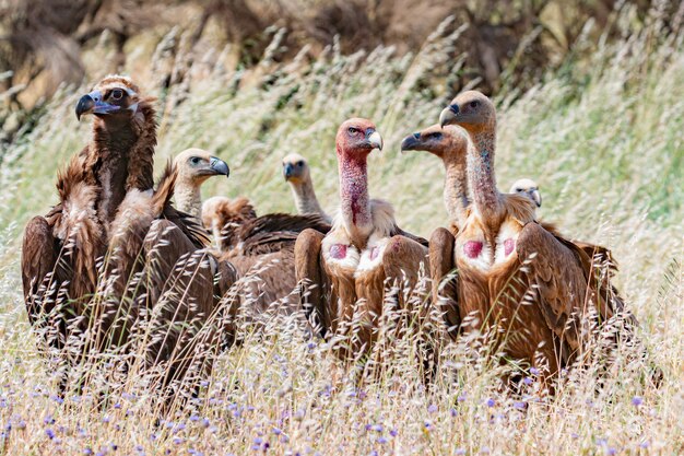 Gieren in de natuur tussen hoog gras