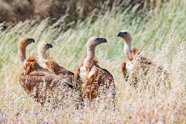 Gieren in de natuur tussen hoog gras