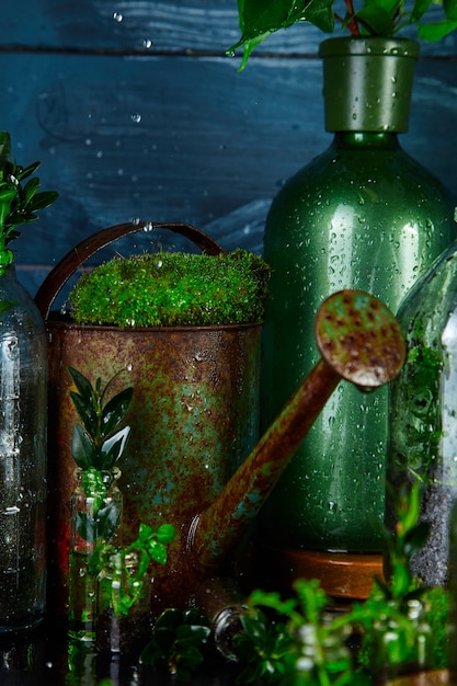 Gieter en fles met groene bladeren, planten. Tuinieren.