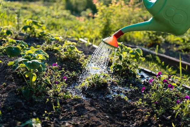 Gieter op de tuinDe tuin water geven bij zonsondergangGroente gieter