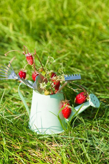 Gieter, wilde aardbei en tuinhulpmiddelen op gras