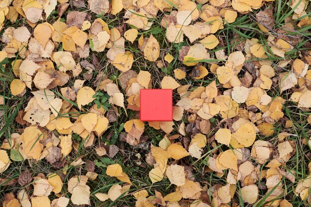 Gift box in autumn leaves, copy space