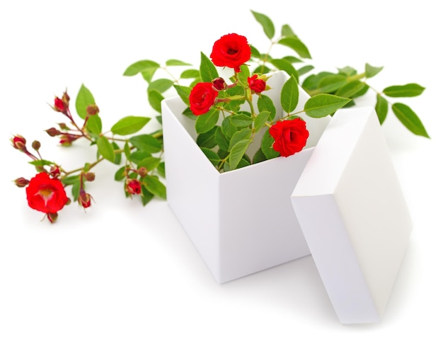 Gift box and rose flowers