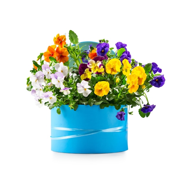 Photo gift box with pansy flowers