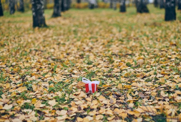 Giftdoos in de herfst gevallen bladeren op grond in park