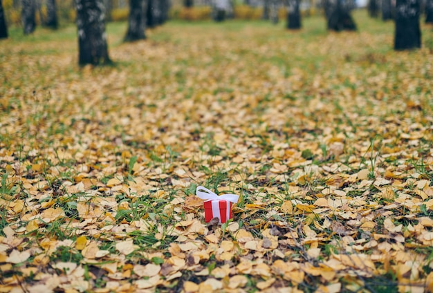 Giftdoos in de herfst gevallen bladeren op grond in park