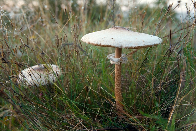 Giftige Agaricus comtulus groeit in een veld tussen het gras