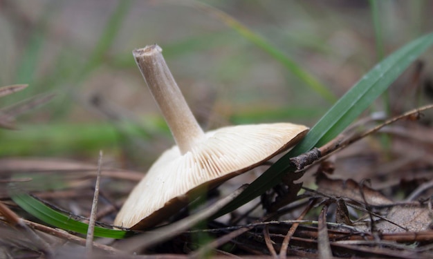 Giftige beige paddenstoel in het bos oneetbare paddenstoel