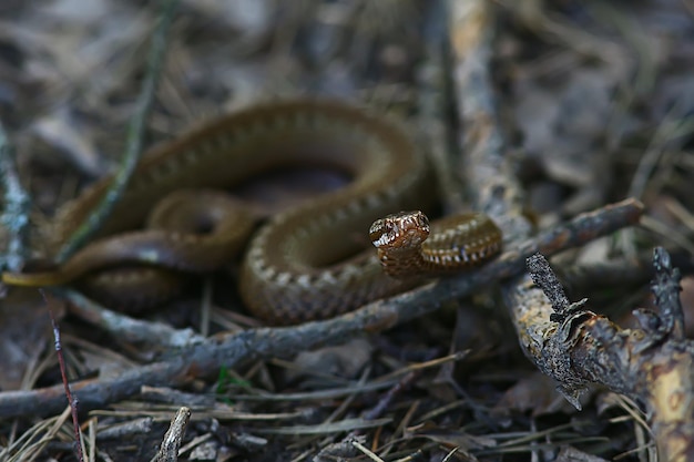 giftige gevaarlijke slang, adder in het wild, Rusland moeras