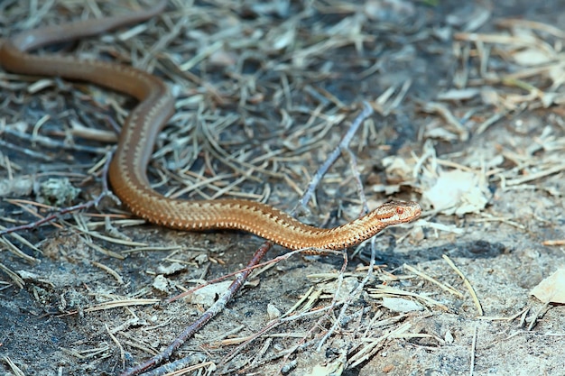 Foto giftige gevaarlijke slang, adder in het wild, rusland moeras
