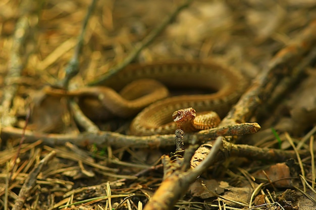 giftige gevaarlijke slang, adder in het wild, Rusland moeras