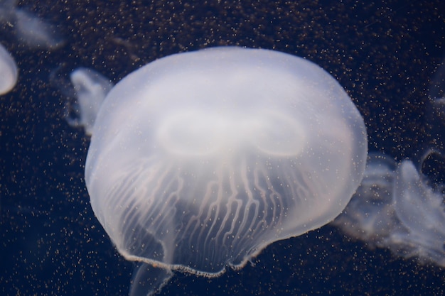 Giftige kwallen zwemmen in de zee