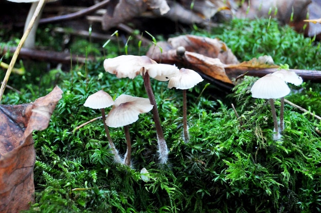 Giftige paddenstoelen op de grond in de jungle in het Zwarte Woud of Schwarzwald in het Seebach-district van de stad Zürich in Baden-Wurttemberg, Duitsland