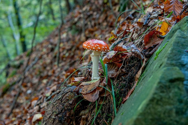 Giftige paddenstoelen