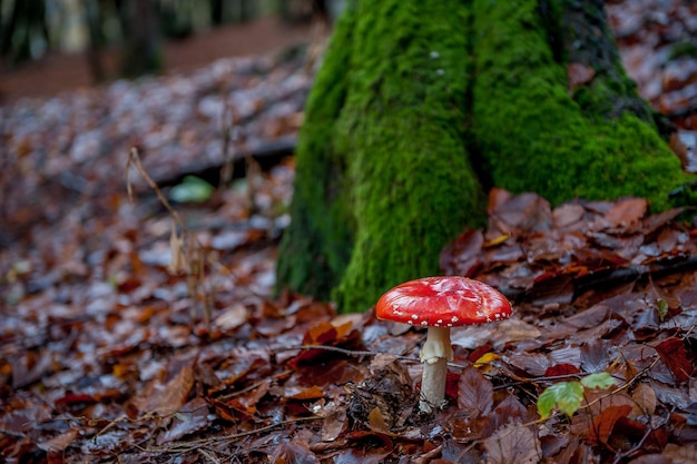 Giftige paddenstoelen