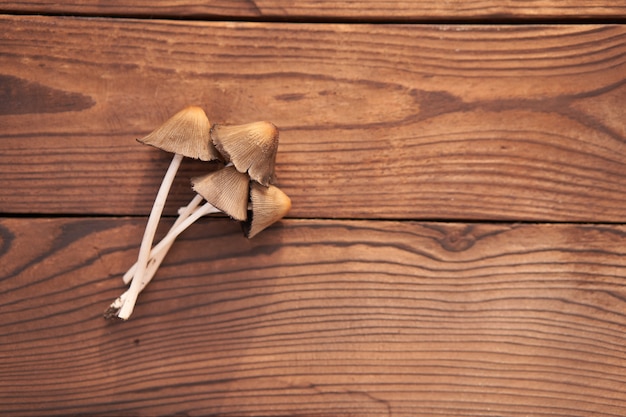 Giftige paddestoel ligt houten tafel achtergrond Gifzwammen eten niet. Season Drugs mycelium Vrije ruimte voor tekst