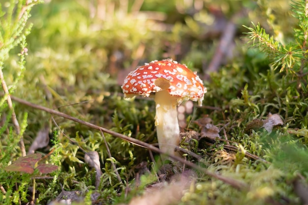 Giftige paddestoel vliegenzwam close-up groeit tussen groen mos aan de rand van het bos op een zonnige zomerdag. Horizontale foto. Selectieve aandacht.