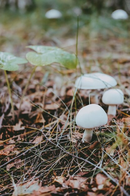 Giftige paddestoelen, bleke fuut in het bos, tegen de achtergrond van grasclose-up