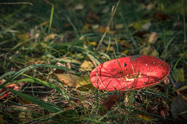 Giftige paddestoelen in bos onder boom in gras