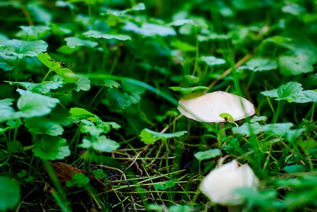 Giftige paddestoelpaddestoel in het gras