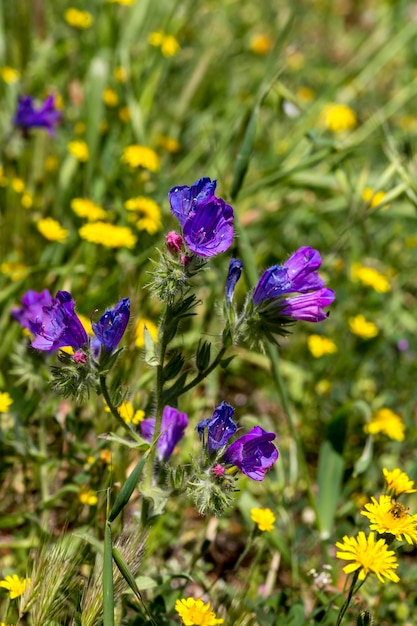 Giftige plant Echium plantagineumgrows op een lentedag close-up