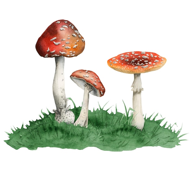 Giftige rode witte vliegenzwam paddestoelen groeien in groen gras heuvel aquarel illustratie