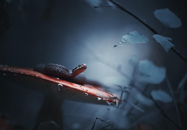 Foto giftige slang europese adder is klaar om aan te vallen zit op een vliegenzwam op een blauwe bosachtergrond