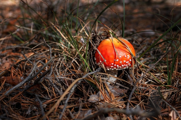 Giftige vliegenzwam groeit in het bos close-up