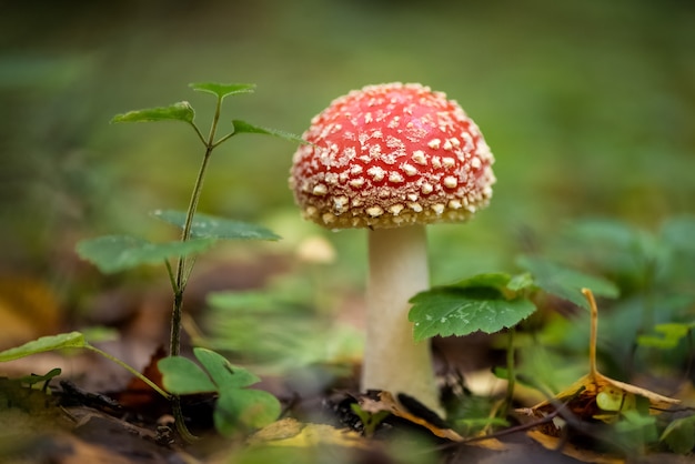 Giftige vliegenzwam paddenstoel in herfstbos