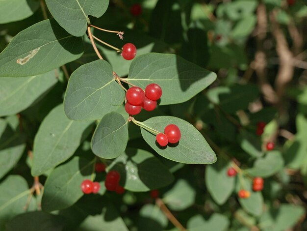 Giftige vliegenzwamvruchten Lonicera xylosteum vliegen kamperfoelie Kamperfoelie Tak