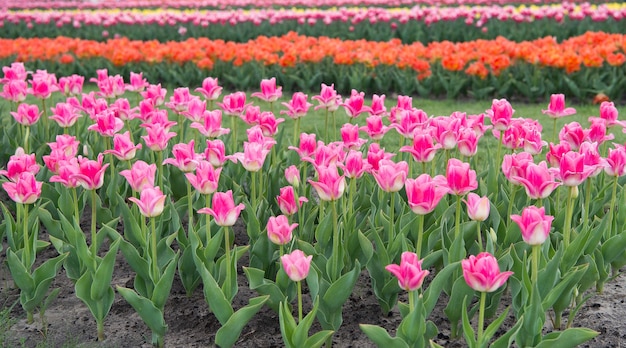 Gifts of nature. Blossoming tulip fields. spring landscape park. country of tulip. beauty of blooming field. Hollands tulip bloom in spring season orangery. group of holiday tulip flowerbed.