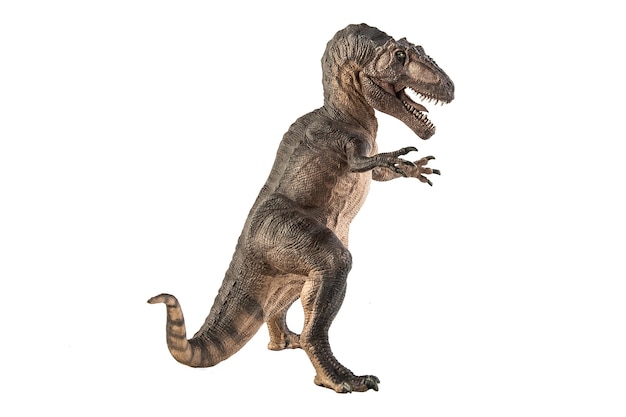 Giganotosaurus Dinosaur on white background .