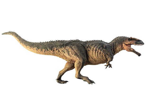 白い背景の上のギガノトサウルス恐竜