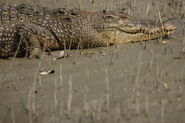 Gigantic salted water crocodile caught in mangroves of Sundarbans in India