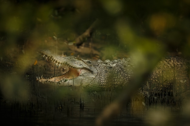 Gigantic salted water crocodile caught in mangroves of Sundarbans in India